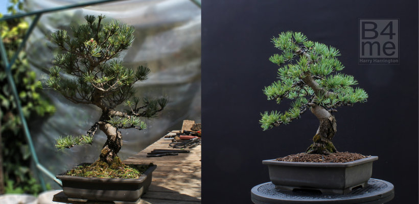 Japanese white pine bonsai before and after